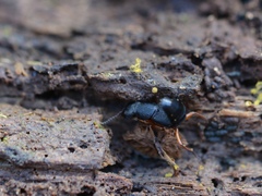 Dinothenarus badipes