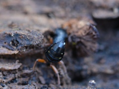 Dinothenarus badipes