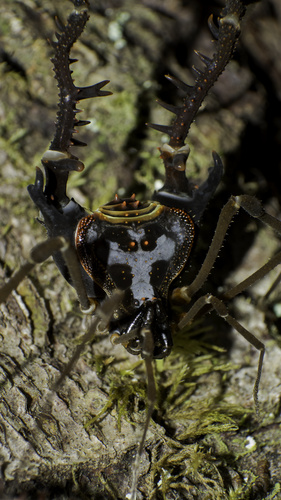 Sadocus asperatus