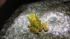 Rivero's Robber Frog photo 4