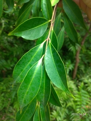Syzygium acuminatissimum