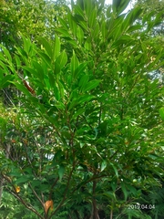 Syzygium acuminatissimum