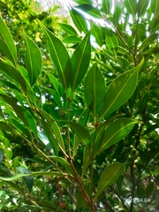 Syzygium acuminatissimum
