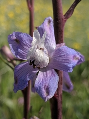 Delphinium recurvatum