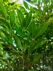 Syzygium acuminatissimum
