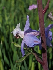 Delphinium recurvatum