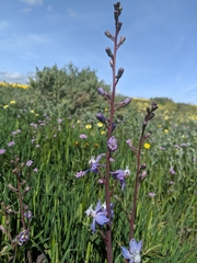 Delphinium recurvatum