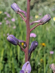 Delphinium recurvatum