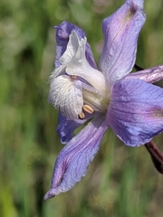 Delphinium recurvatum