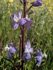 Delphinium recurvatum