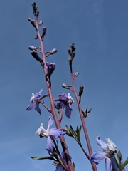 Delphinium recurvatum