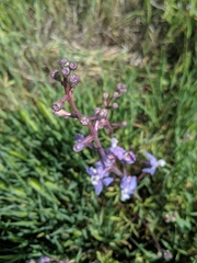 Delphinium recurvatum