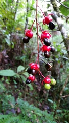 Ochnaceae
