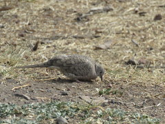 Columbina inca
