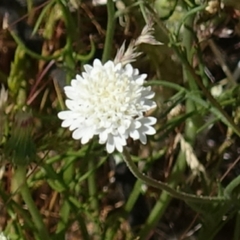 Chaenactis fremontii