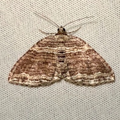 Anticlea multiferata