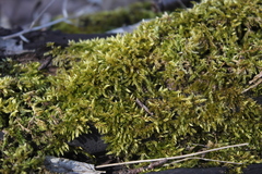 Brachythecium campestre