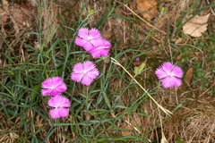Dianthus seguieri