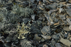 Usnea antarctica