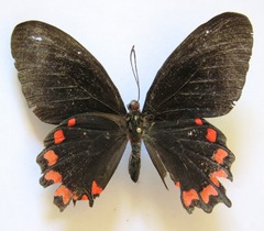Parides montezuma
