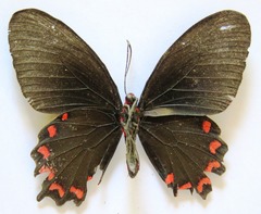 Parides montezuma