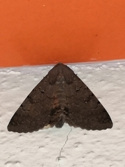Pandesma quenavadi