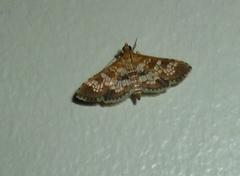 Sameodes cancellalis