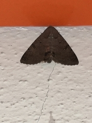 Pandesma quenavadi
