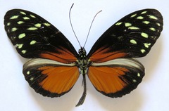 Heliconius hecale zuleika