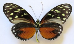 Heliconius hecale zuleika