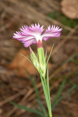 Dianthus seguieri