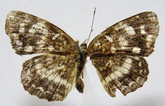 Anthanassa tulcis