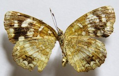 Anthanassa tulcis