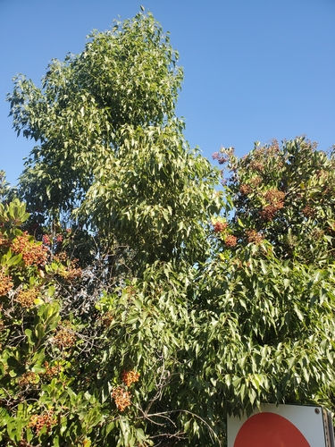 Brachychiton populneus