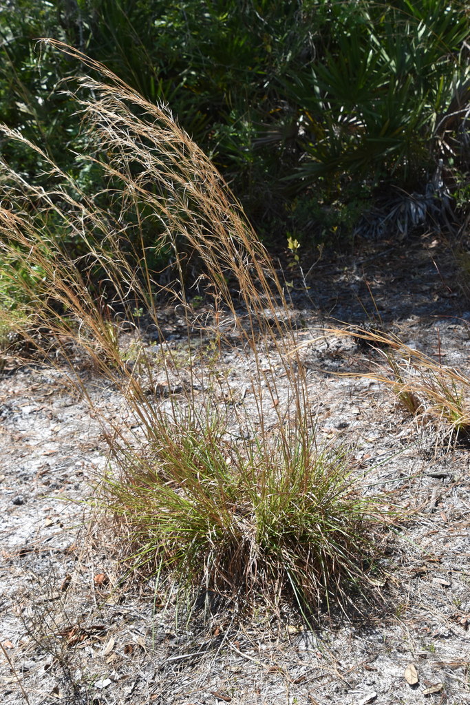 Shortspike bluestem from 5144 Lake Erie Rd, Groveland, FL 34736, USA on ...