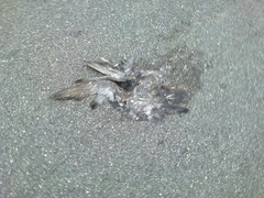 Columba livia domestica