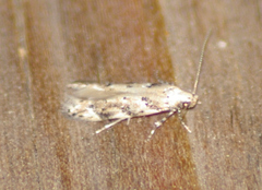 Coleotechnites australis