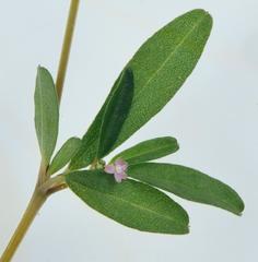 Gisekia pharnaceoides