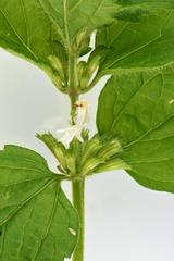 Leucas glabrata