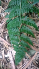 Microlepia nepalensis