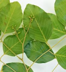 Pterocarpus rotundifolius