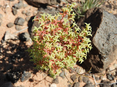 Chorizanthe corrugata