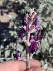 Astragalus lentiginosus variabilis