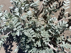 Astragalus lentiginosus variabilis