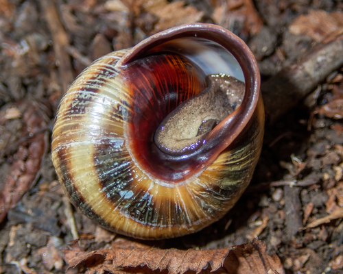 Caucasotachea atrolabiata