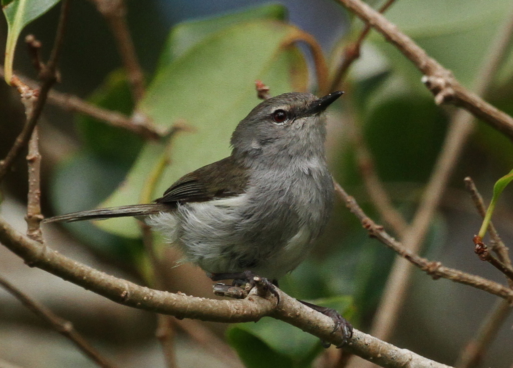 Norfolk Gerygone
