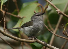 Norfolk Gerygone photo 1