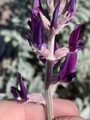 Astragalus lentiginosus variabilis