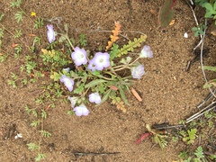 Nemophila menziesii