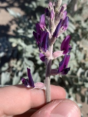 Astragalus lentiginosus variabilis